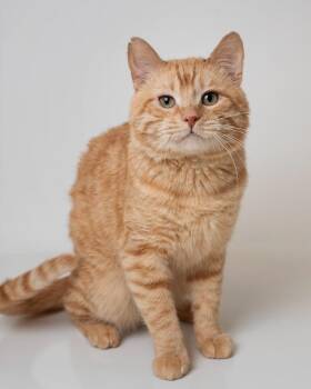 Domestic Short Hair Cats Available for Adoption - Baby Cheeks | PetCurious