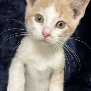Rescue Domestic Short Hair Cats for Adoption in Webster, Texas - Peaches | PetCurious