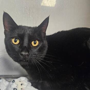 Domestic Short Hair Cats Available for Adoption - SHADOW | PetCurious