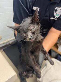 Rescue Domestic Short Hair Cats for Adoption in Stockton, California - BONNIE | PetCurious