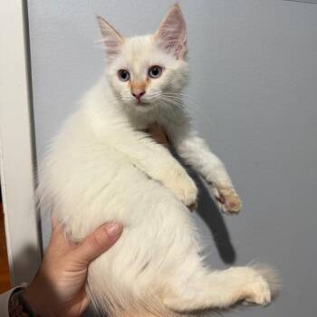Charlie -  Ragdoll and Domestic Long Hair Cat for Adoption in Santa Susana, California - Charlie | PetCurious