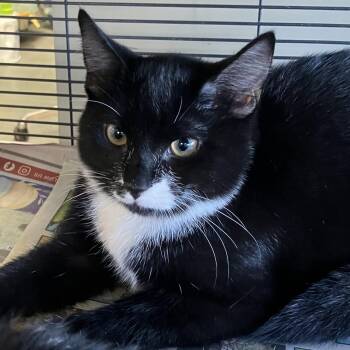Jessica -  Domestic Short Hair Cat for Adoption in Parma, Ohio - Jessica | PetCurious