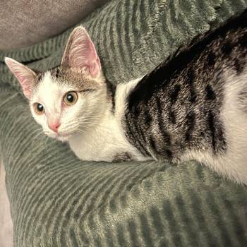 Stella -  Domestic Short Hair Cat for Adoption in Brownsboro, Alabama - Stella | PetCurious