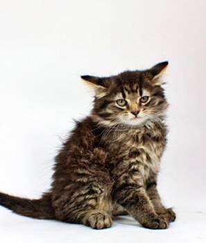 Ralfette -  Domestic Long Hair and Domestic Short Hair Cat for Adoption in Morton Grove, Illinois - Ralfette | PetCurious