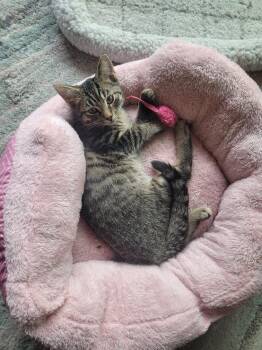 Rescue Domestic Short Hair Cats for Adoption in Calverton, Maryland - Charlie | PetCurious