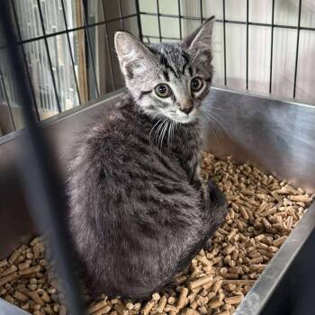 Haku -  Domestic Short Hair Cat for Adoption in Huntington, West Virginia - Haku | PetCurious