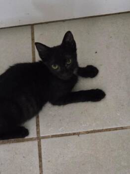 Chevy -  Domestic Short Hair Cat for Adoption in Oviedo, Florida - Chevy | PetCurious