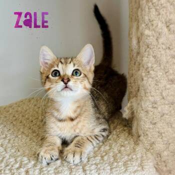 Domestic Short Hair Cats Available for Adoption in Fort Lauderdale, Florida - Zale | PetCurious