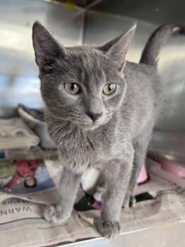 Nigel -  Domestic Short Hair Cat for Adoption in Houston, Texas - Nigel | PetCurious