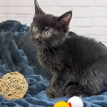 Rescue Domestic Short Hair Cats for Adoption in Kittanning, Pennsylvania - Echo | PetCurious