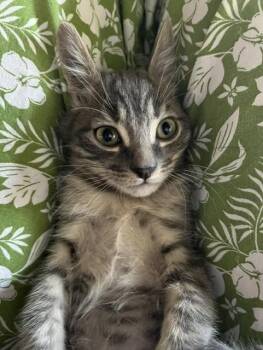 Romeo -  Domestic Short Hair Cat for Adoption in Magnolia, Texas - Romeo | PetCurious