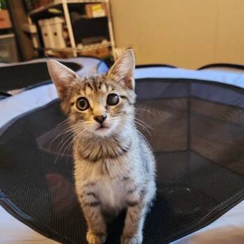 Gumball -  Domestic Short Hair Cat for Adoption in South Elgin, Illinois - Gumball | PetCurious
