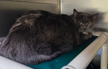 Rescue Domestic Short Hair Cats for Adoption in Lovingston, Virginia - Geo | PetCurious