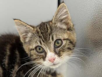 Wesley -  Domestic Short Hair Cat for Adoption in Portland, Oregon - Wesley | PetCurious