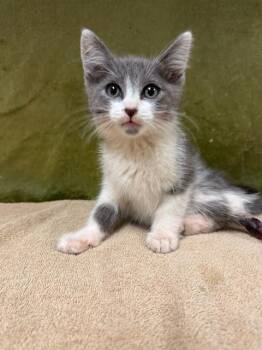 MELVIN -  Domestic Short Hair Cat for Adoption in Riverside, California - MELVIN | PetCurious
