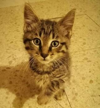 FITZ -  Domestic Short Hair Cat Available for Adoption in Hagerstown, Maryland - FITZ | PetCurious