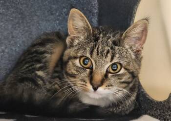 Rescue Domestic Short Hair Cats for Adoption in Colorado Springs, Colorado - MITTENS | PetCurious