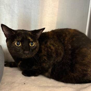 Moon Pie -  Domestic Short Hair and Mixed Breed Cat for Adoption in Englewood, Florida - Moon Pie | PetCurious