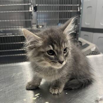 Monkey -  Domestic Long Hair Cat for Adoption in Greensboro, North Carolina - Monkey | PetCurious