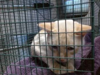 BAGEL -  Domestic Short Hair Cat for Adoption in Sacramento, California - BAGEL | PetCurious