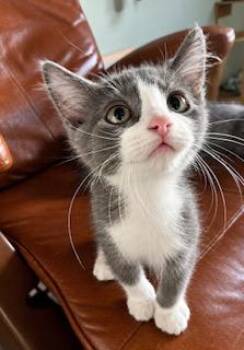 Whipsaw -  American Shorthair Cat for Adoption in Houston, Texas - Whipsaw | PetCurious