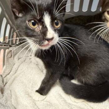 Kitten 4 -  Domestic Short Hair Cat for Adoption in Scituate, Massachusetts - Kitten 4 | PetCurious