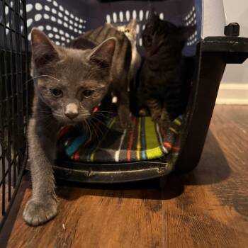 Domestic Short Hair Cats Available for Adoption - Eli | PetCurious