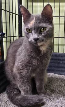Domestic Short Hair Cats Available for Adoption in Auburn, Indiana - Cocoa | PetCurious