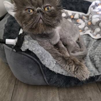 Persian Cats Available for Adoption - Jaq | PetCurious