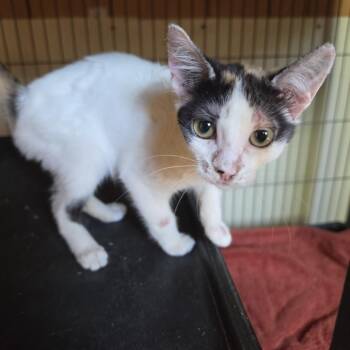 Luna -  Domestic Short Hair Cat for Adoption in Desert Hot Springs, California - Luna | PetCurious