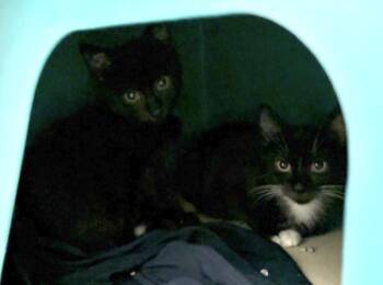 Vullaby -  Domestic Short Hair Cat for Adoption in New York, New York - Vullaby | PetCurious