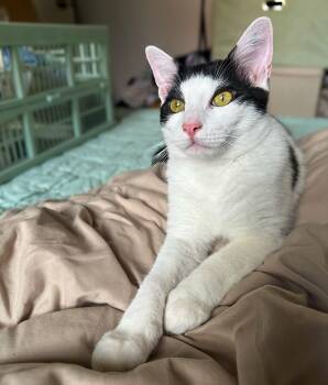 Rescue Domestic Short Hair Cats for Adoption in Columbia, South Carolina - Dantey | PetCurious
