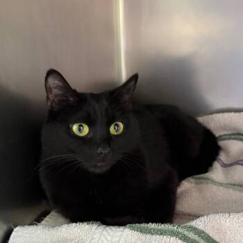 Domestic Short Hair Cats Available for Adoption in Council Bluffs, Iowa - Laurie | PetCurious