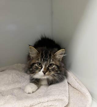 CHARLES -  Domestic Medium Hair Cat for Adoption in Delson, Quebec - CHARLES | PetCurious