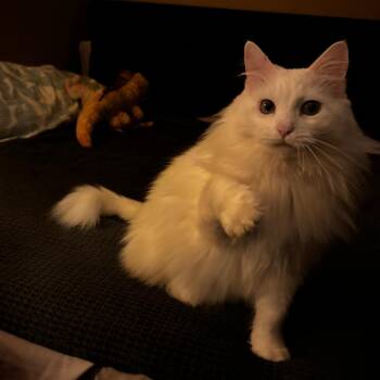 Domestic Long Hair Cats Available for Adoption in Gainesville, Florida - Rocket | PetCurious