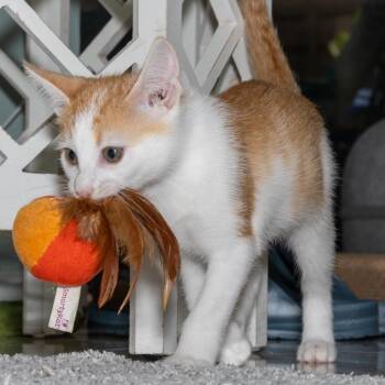 Libby -  Domestic Short Hair Cat for Adoption in Jupiter, Florida - Libby | PetCurious