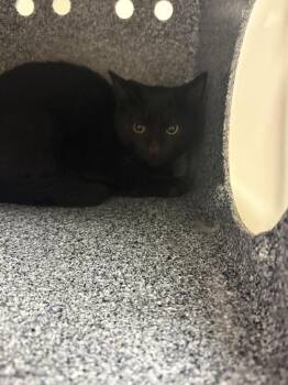Usher -  Domestic Short Hair Cat for Adoption in Greenfield, Indiana - Usher | PetCurious