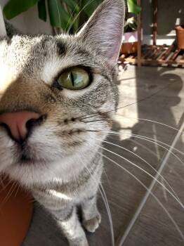 Pebbles -  Domestic Short Hair Cat for Adoption in Denver, Colorado - Pebbles | PetCurious