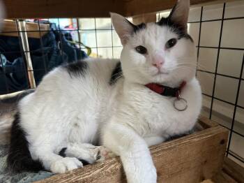Domestic Short Hair Cats Available for Adoption - Bert | PetCurious
