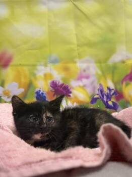 Domestic Short Hair Cats Available for Adoption in San Antonio, Texas - Prickly Pear | PetCurious