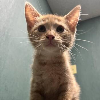 Jade -  Domestic Short Hair Cat for Adoption in Lenexa, Kansas - Jade | PetCurious