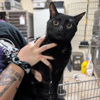 Doomsday -  Domestic Short Hair Cat for Adoption in Titusville, Florida - Doomsday | PetCurious