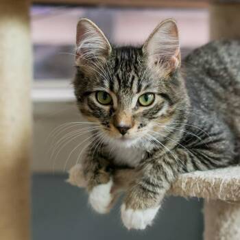 Cassie -  Domestic Short Hair Cat for Adoption in Los Angeles, California - Cassie | PetCurious
