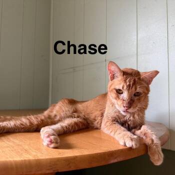 Domestic Short Hair Cats Available for Adoption in Roanoke, Virginia - Chase | PetCurious