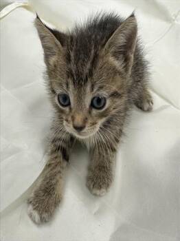 WILLA -  Domestic Short Hair Cat for Adoption in Fort Lauderdale, Florida - WILLA | PetCurious