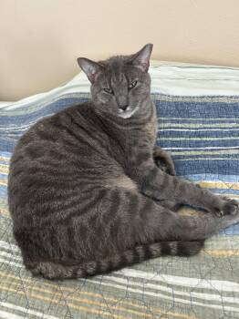 Domestic Short Hair Cats Available for Adoption in The Woodlands, Texas - Little Big Man | PetCurious
