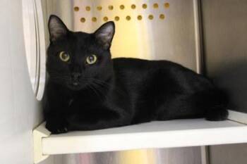 Domestic Short Hair Cats Available for Adoption in Kansas City, Missouri - Llama | PetCurious