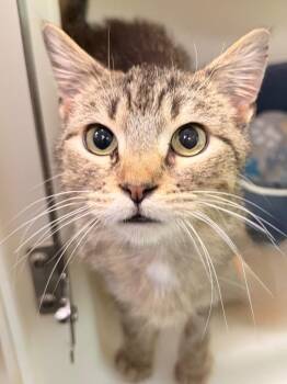 Cardigan -  Domestic Short Hair Cat for Adoption in Menomonie, Wisconsin - Cardigan | PetCurious