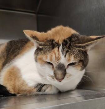 Robin -  Domestic Short Hair Cat for Adoption in Lafayette, Indiana - Robin | PetCurious