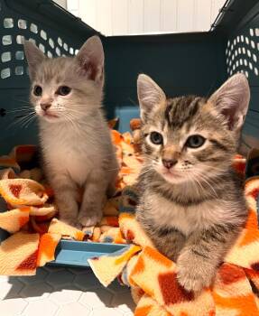 Siamese Cats Available for Adoption in San Jose, California - Eva Stratt Bonded W/Ryland | PetCurious